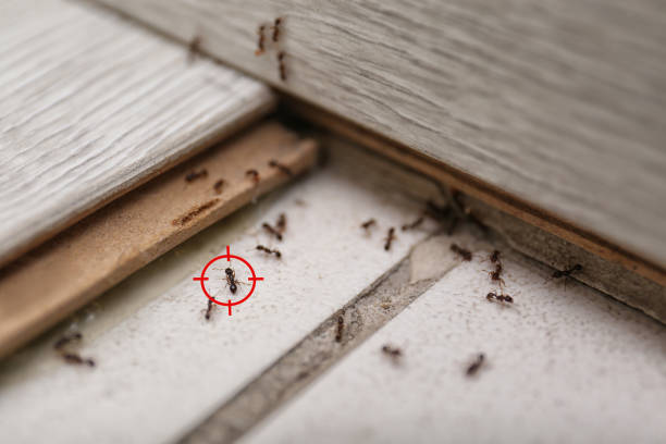 Insect Control in Manor, TX
