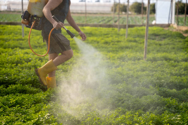Best Ant Control Services  in Manor, TX