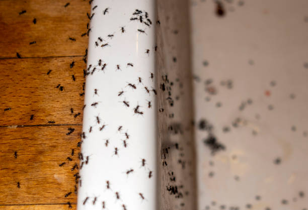 Best Pest Prevention Services  in Manor, TX