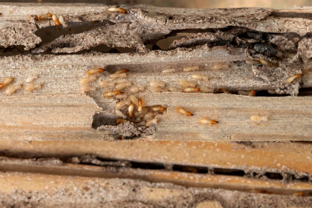 Best Wildlife Control Services  in Manor, TX