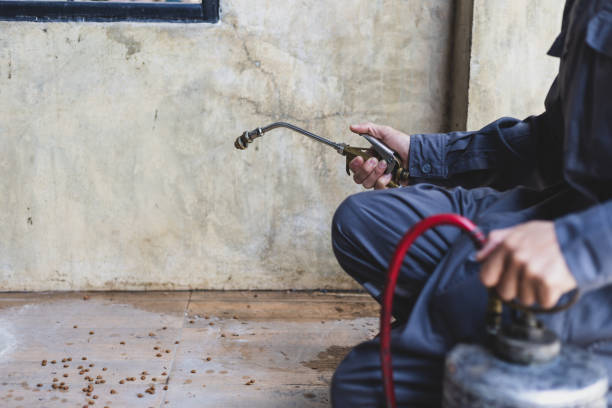 Best Local Pest Control Services  in Manor, TX